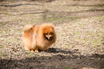 Cute friendly spitz dog walking in spring park
