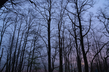 Silhouettes of trees in the night park