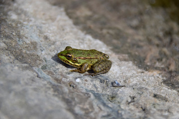 Green frog in the river on fallen branches