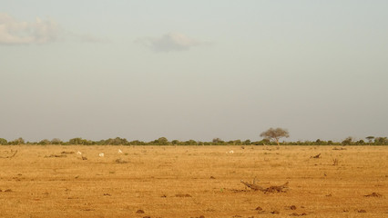 Fototapeta na wymiar savanna Field in summer season
