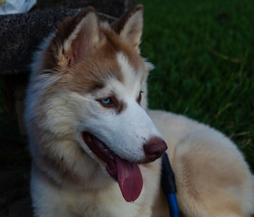 siberian husky dog