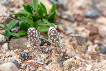 Beavertail Cactus Seedling - Opuntia basilaris. Two small growing cacti sprouts signal the coming of spring.