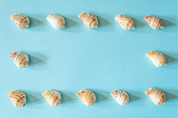 Frame of beautiful seashells on a blue background. Mollusk seashell texture.