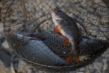 spring fishing on the Starobeshevsky reservoir in the Donetsk People's Republic