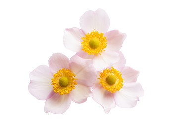 anemone flower isolated