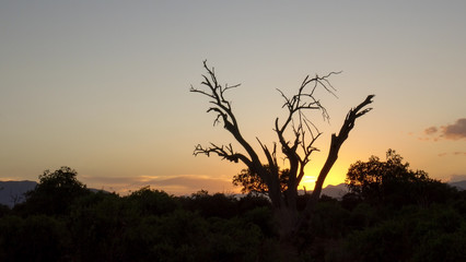 sundown in savanna in african summer