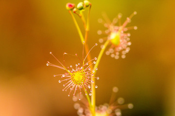 carnivorous plants: rossolis, sundew, drosera