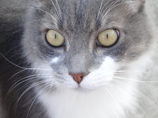 Norwegian forest cat gray and white color
