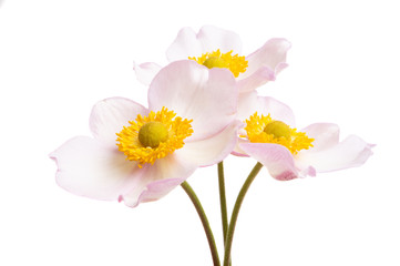 anemone flower isolated