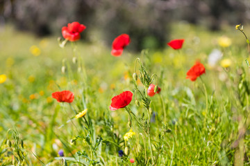 Mohnblumen auf der Wiese