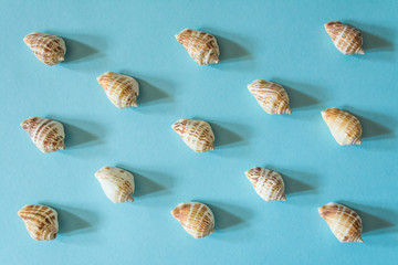 Beautiful seashells on a blue background. Mollusk seashell texture.