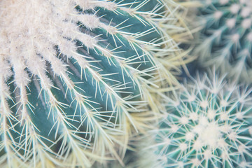 large and small green cactus, view from above