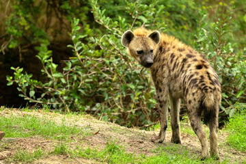 African Wildlife / Hyena 