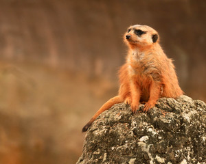 Meerkat Looking Out / African Animal 