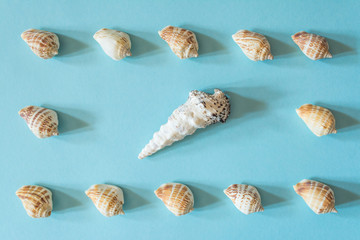 Frame of beautiful different seashells on a blue background. Mollusk seashell texture.