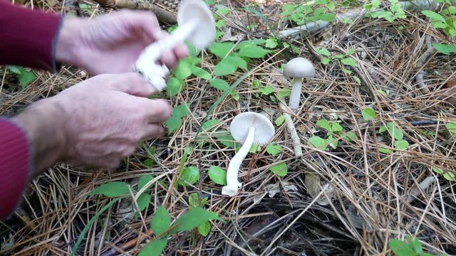 Amanita vaginata on pine needle litter. the grisette is an edible mushroom but with thermolabile toxins. Mushrooming, looking for wild fungus. Picking Mushrooms In The Woods.