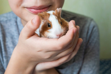 Closeup view of two cute small baby guinea pigs of several weeks old and cute happy smiling white kid laying in bed at home playing with his pets. Horizontal color photography. - obrazy, fototapety, plakaty