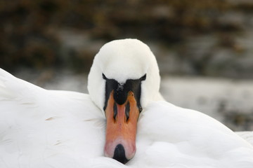 Obraz premium Łabędż