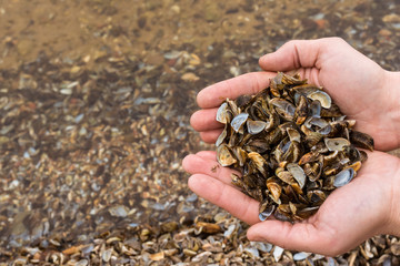 Holding clams in the hands