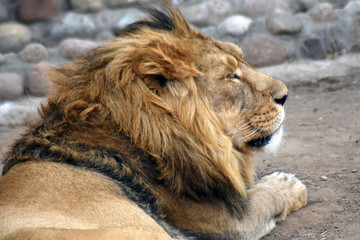 Lion male head portrait
