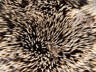 Texture of prickly hedgehog skin. A small animal with needles on its body. Hedgehog curled up in a...