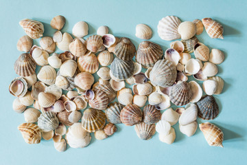 Beautiful different seashells on a blue background. Mollusk seashell texture.