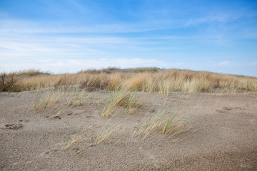 Sandwüste mit trockenem gras