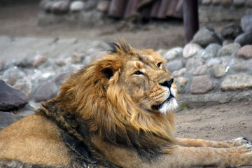 A male lion portrait