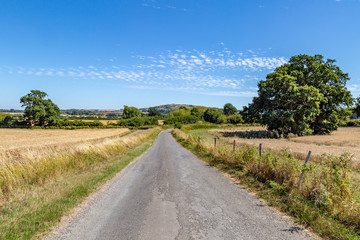 Fototapeta na wymiar A road running through the Sussex countryside, on a sunny summers day