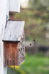 Wild bees