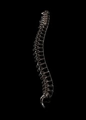 Skeletal human spine on Black 3D Rendering