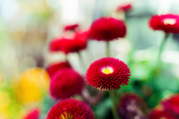 Spring flowers