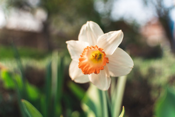 Fototapeta premium Spring flowers