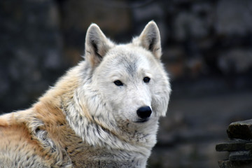 Arctic wolf portrait