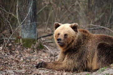 Obraz na płótnie Canvas The brown bear in nature