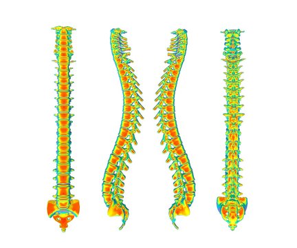 Skeletal human spine 3D Rendering