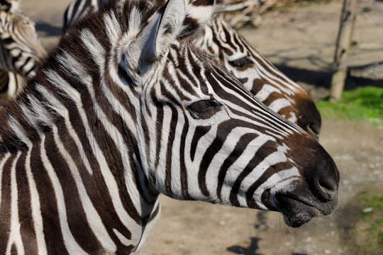 Portrait of African striped coat zebras