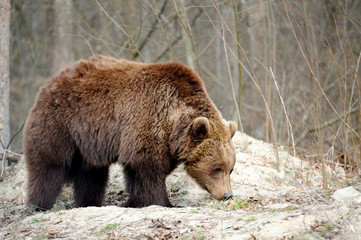 The brown bear in nature