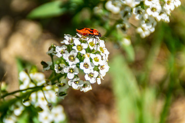 Insetto sui fiori in primavera