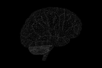 Human Brain Anatomical Model 3D Rendering