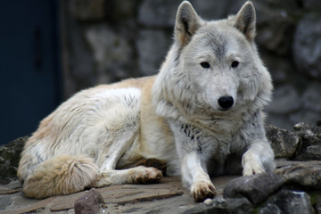 Arctic wolf portrait