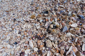 Close up of seashells. Corals and pebbles on the beach