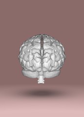 Human Brain Anatomical Model 3D Rendering