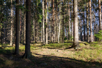 Sunny day spruce forest landscape