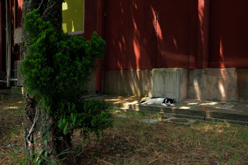 木陰で涼む島猫
