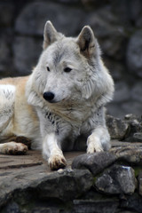 Fototapeta premium Arctic wolf portrait