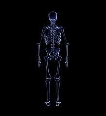 Human Anatomy Skeleton 3D Rendering