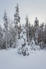 Snowy winter forest and snow covered trees