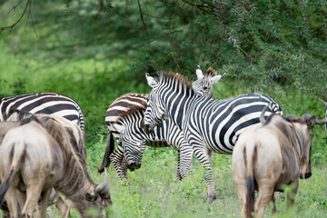 Group of Zebra in Ngrongoro