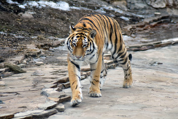 Fototapeta na wymiar A tiger walks on grey stone background